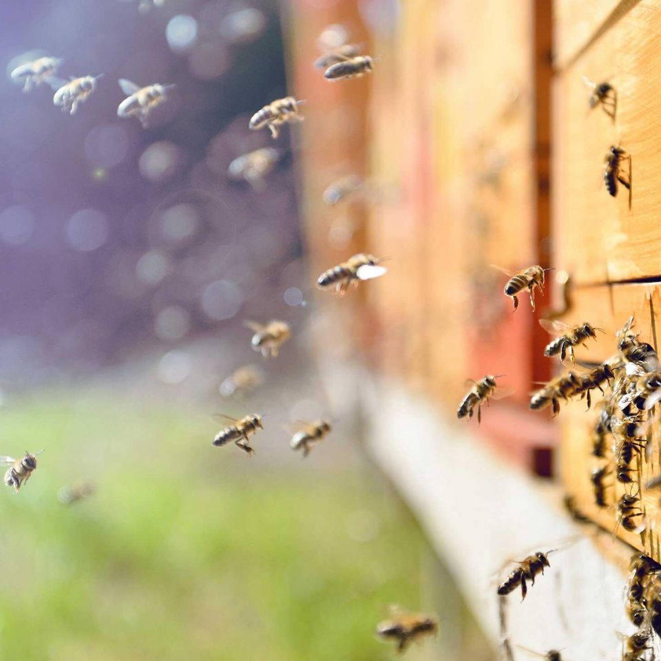 a group of bees are flying around a beehive .