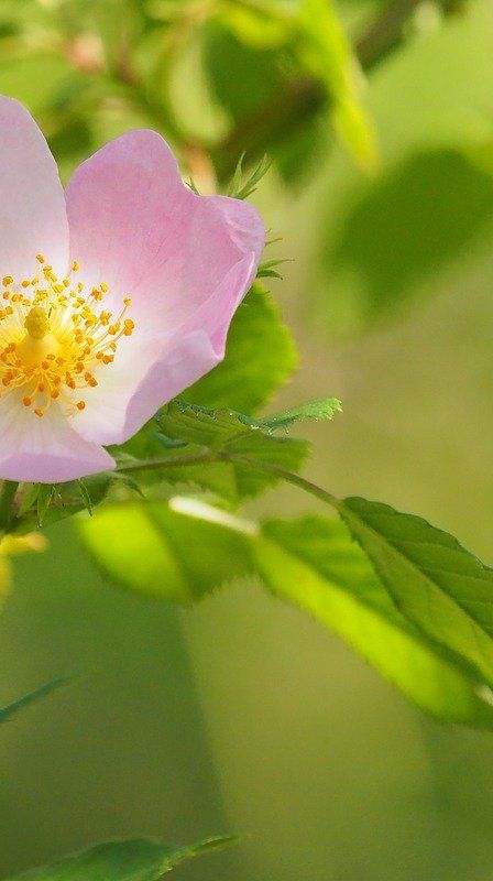 a close up of a pink flower with a yellow center on a green background .