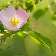 a close up of a pink flower with a yellow center on a green background .