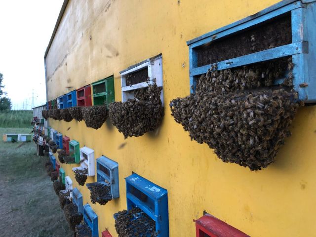 a truck of beehives filled with bees