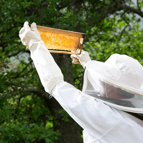 Bee farmer in bee suit looking at section of the bee hive with honeycomb 