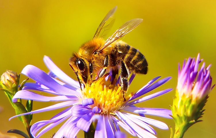Close up image of honey bee on a purple flower foraging for nectar and pollen