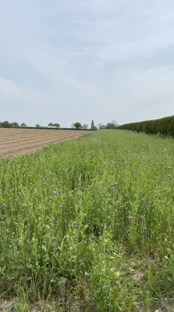 a field of tall grass with purple flowers and trees in the background .