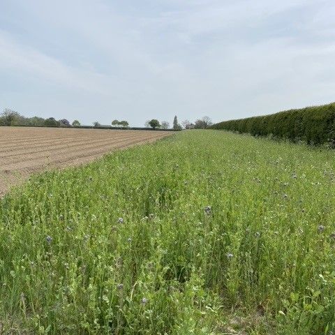a field of tall grass with purple flowers and trees in the background .