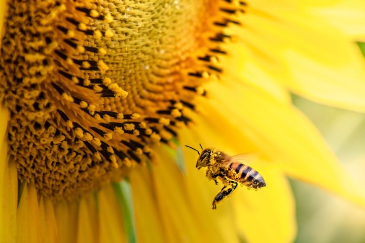 a close up of a bee flying over a sunflower .