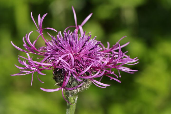 a close up of a purple flower with a green background .