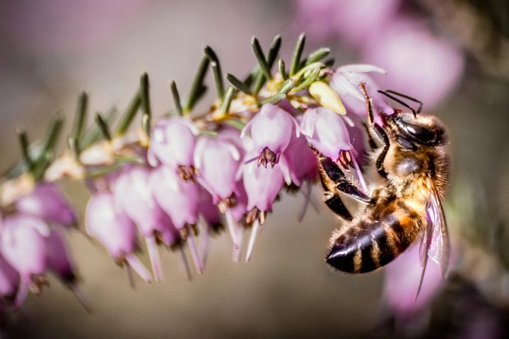 a close up of a bee sitting on a purple flower .