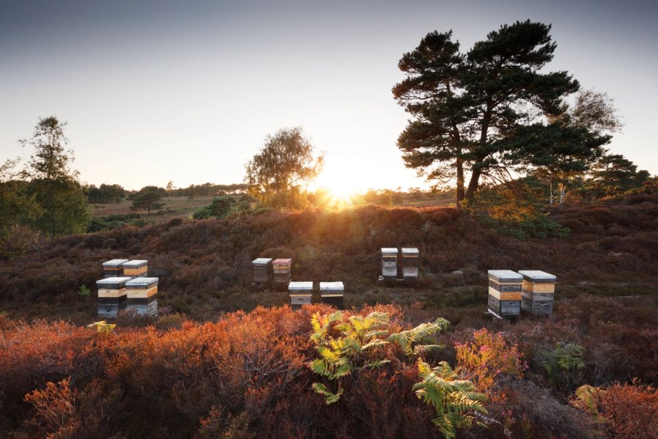 a group of beehives sitting on top of a hill in a field at sunset .