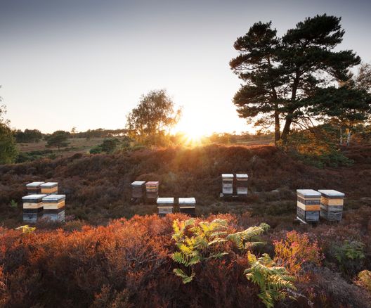 a group of beehives sitting on top of a hill in a field at sunset .