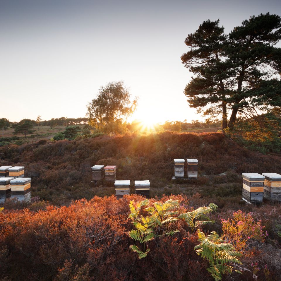 a group of beehives sitting on top of a hill in a field at sunset .
