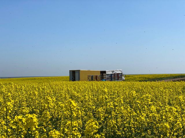 a truck is driving through a field of yellow flowers .