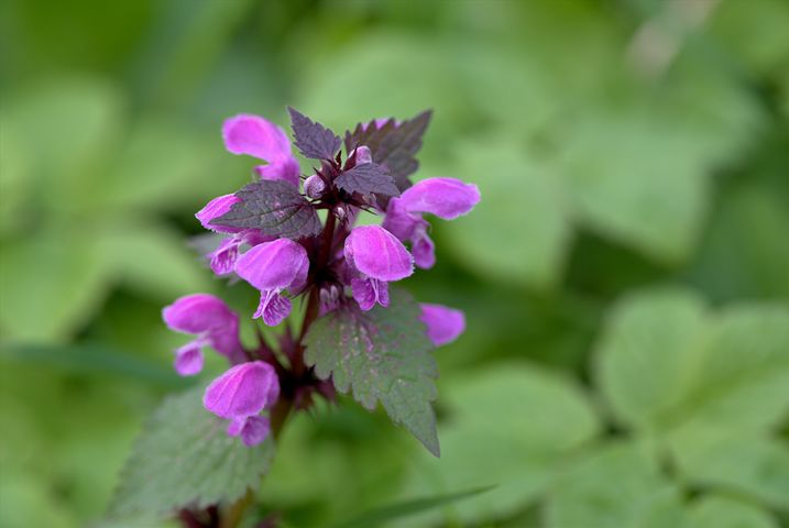 a close up of a purple flower with green leaves on a plant .