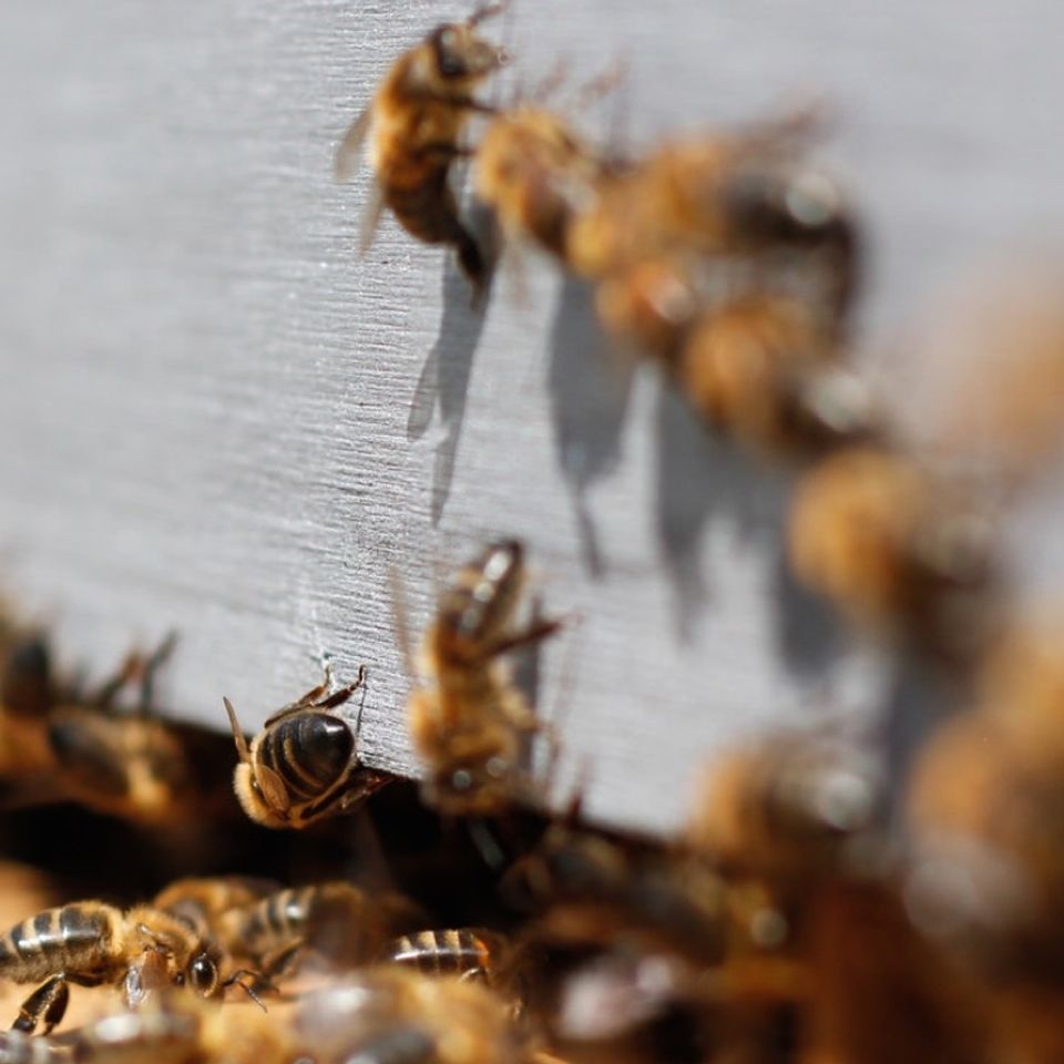 a group of bees are gathered around a beehive .