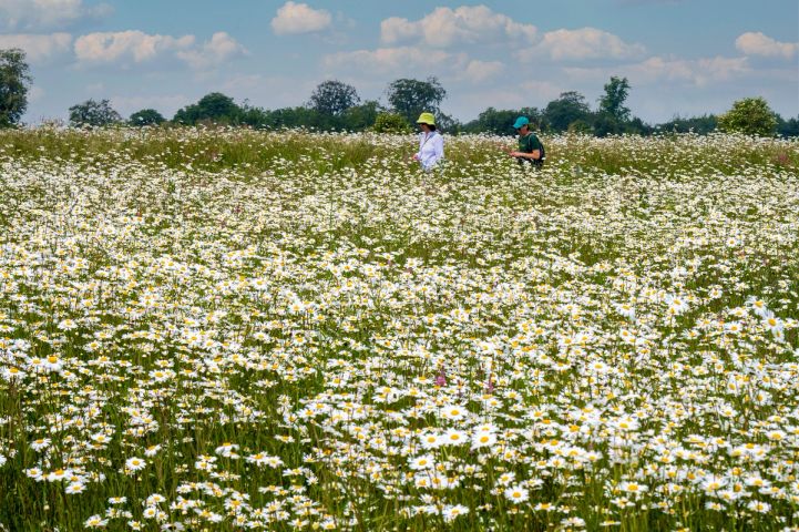 two people are walking through a field of daisies .