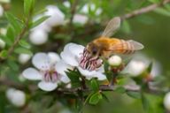 a bee is sitting on a white flower on a tree branch .