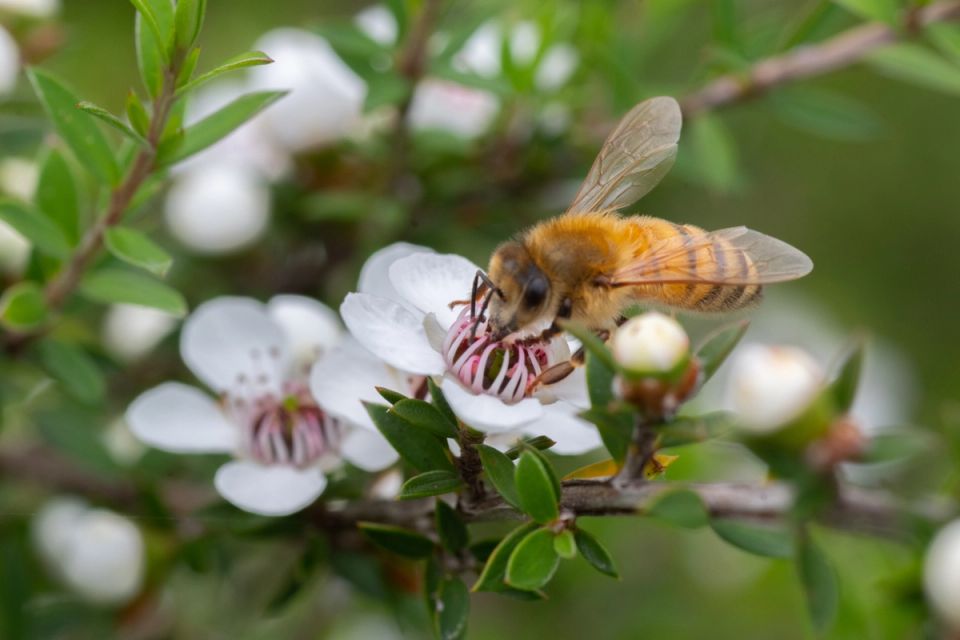 a bee is sitting on a white flower on a tree branch .