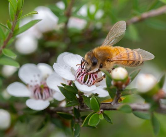 a bee is sitting on a white flower on a tree branch .