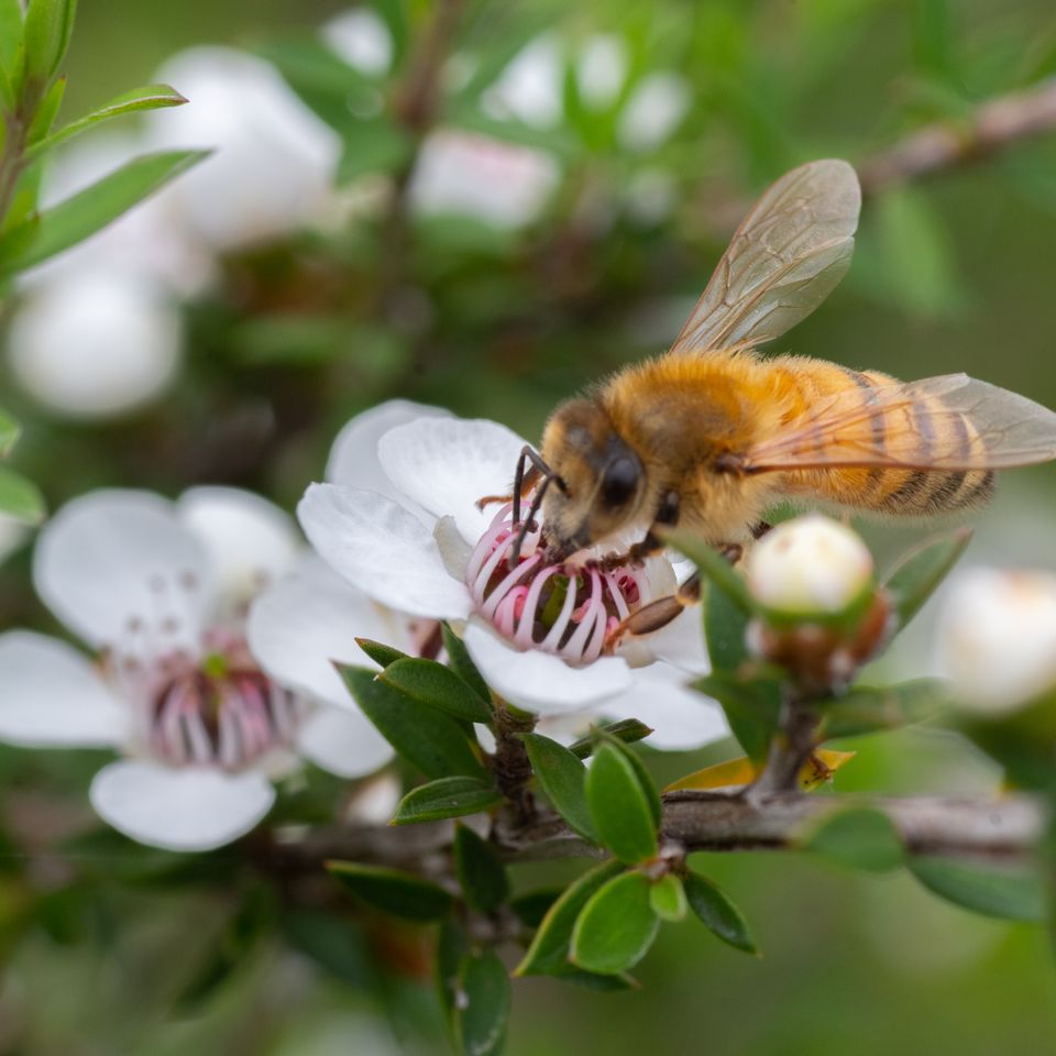 a bee is sitting on a white flower on a tree branch .