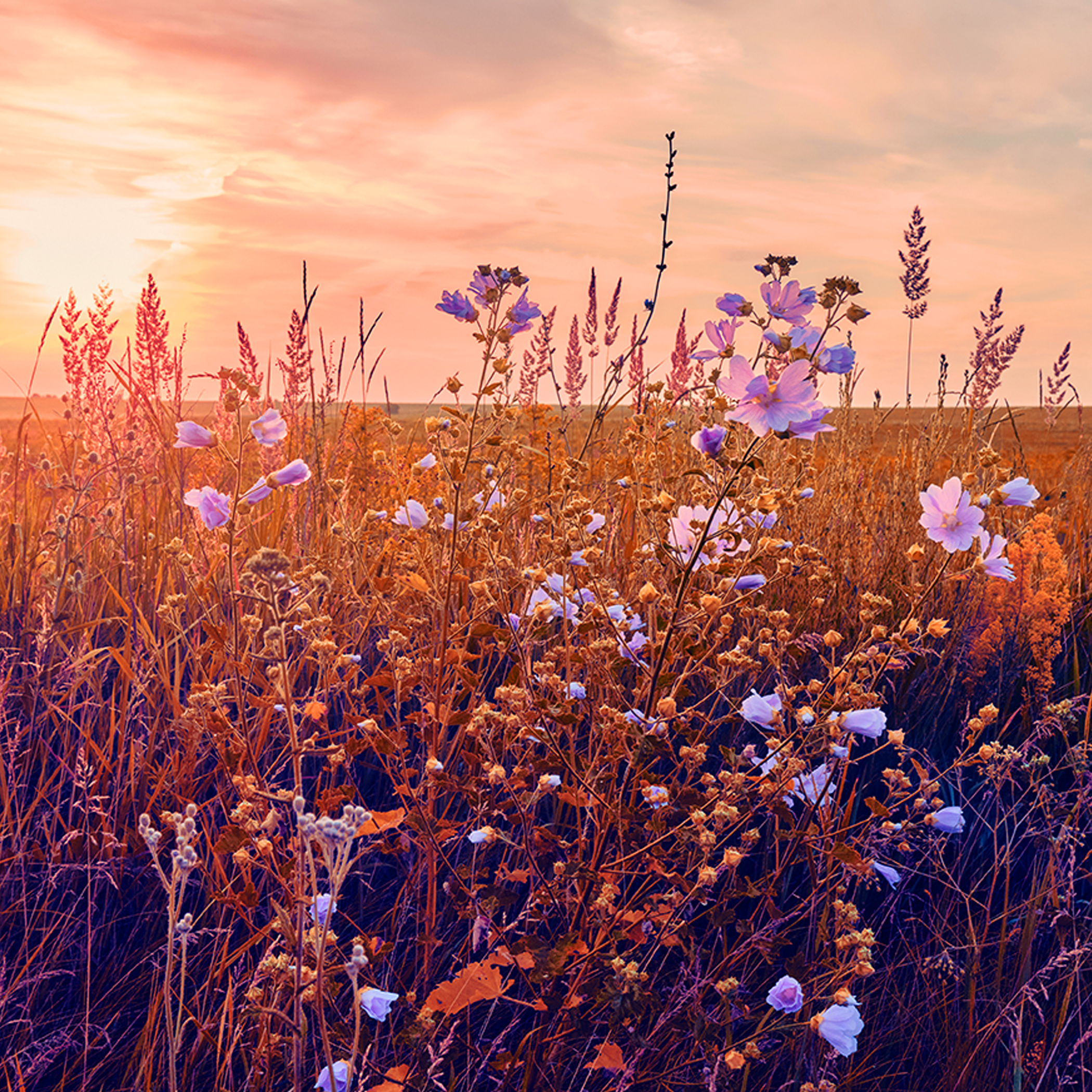a field of flowers with a sunset in the background