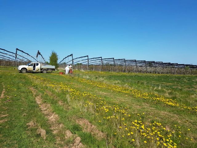 a white truck is parked in a grassy field next to a vineyard .