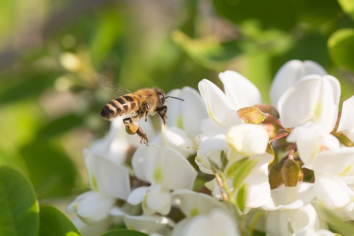 a bee is flying over a white flower .