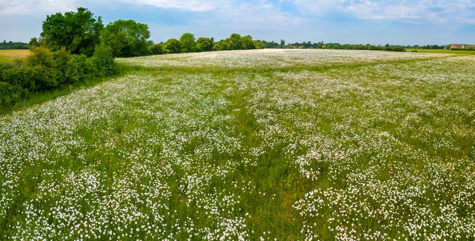 a field filled with lots of small white flowers on a sunny day .