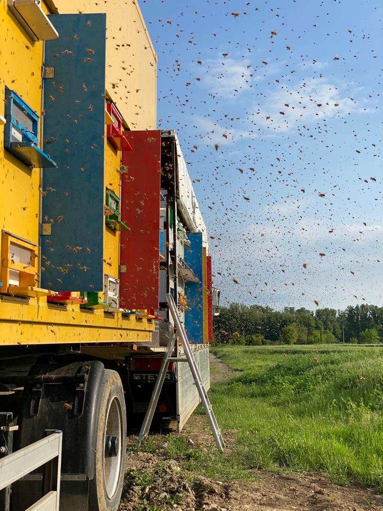 bees are flying around a truck in a field