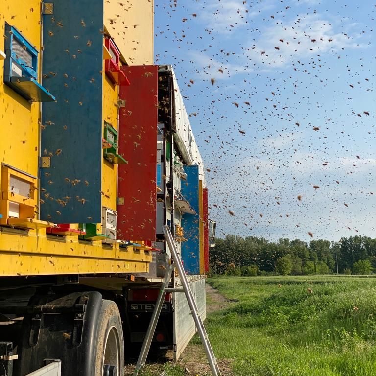 bees are flying around a truck in a field