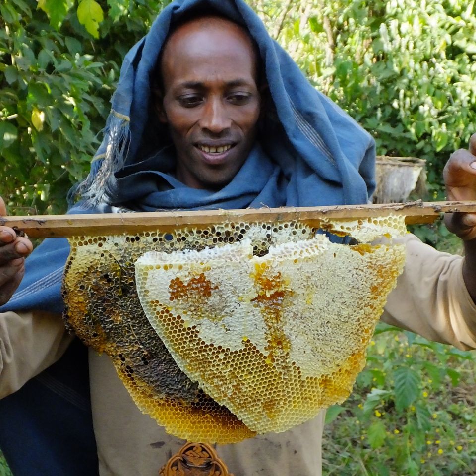 a man is holding a piece of honeycomb in his hands .