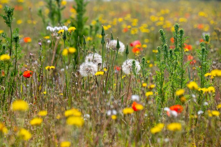 Colourful mixture of wild flowers in Blenheim Estate