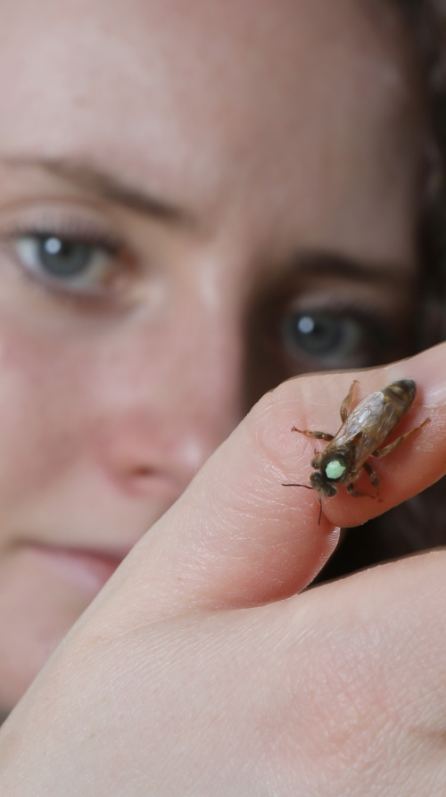 a woman holds a small bee on her finger