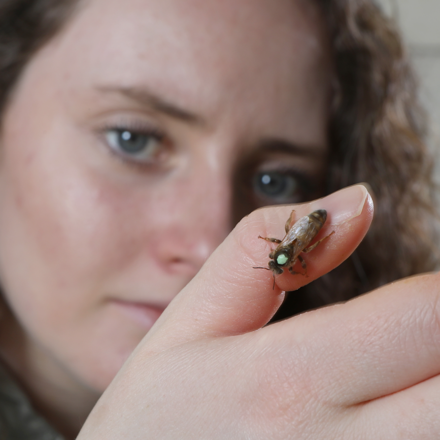 a woman holds a small bee on her finger