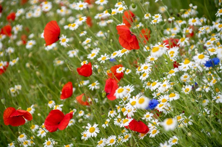 Colourful field of wildflowers including daisies and poppies