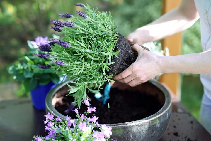 a person is planting a lavender plant in a pot .