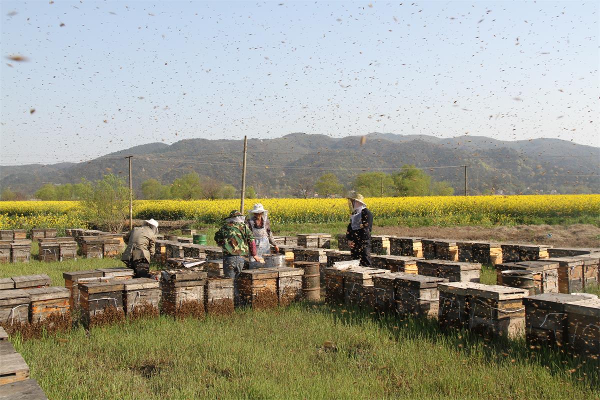 a group of beekeepers are working in a field of beehives .