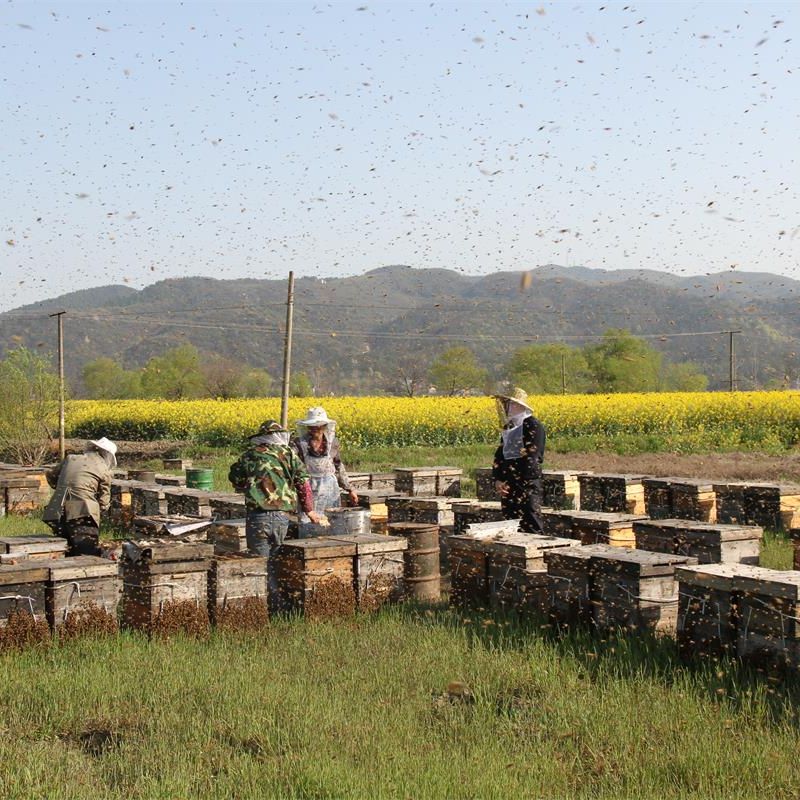 a group of beekeepers are working in a field of beehives .