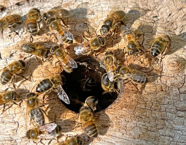a group of bees are gathered around a hole in a piece of wood .
