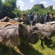 a group of people are standing around a pile of thatched roofs .
