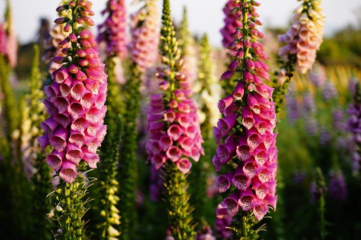 a field of pink and purple foxglove flowers