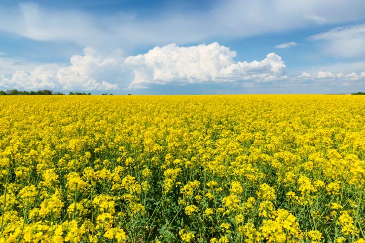 a field of rapeseed flowers against a blue sky with clouds