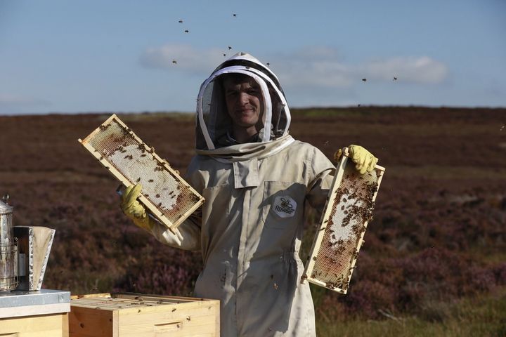 Bee keeper in bee suit in field of heather holding frames from bee hive with honeycomb and bees on them
