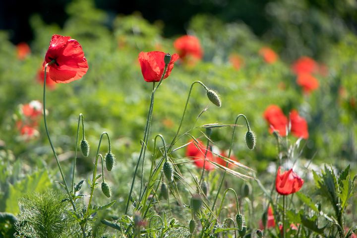 a field of red poppies growing in the grass on a sunny day .