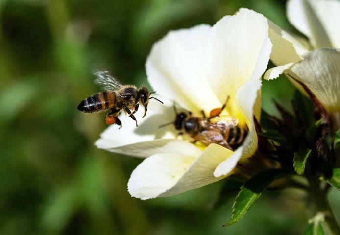 two bees are flying over a white flower .