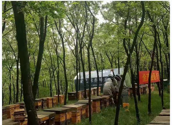 a group of people are working on beehives in a forest .