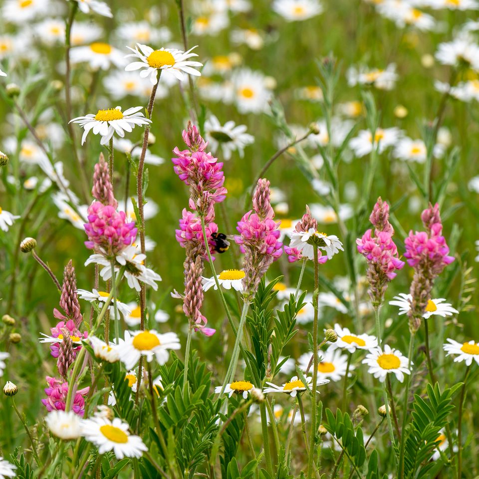 there are many different types of flowers in this field .