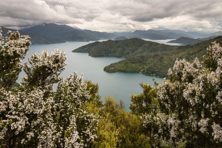 a view of a lake with mountains in the background and flowers in the foreground .