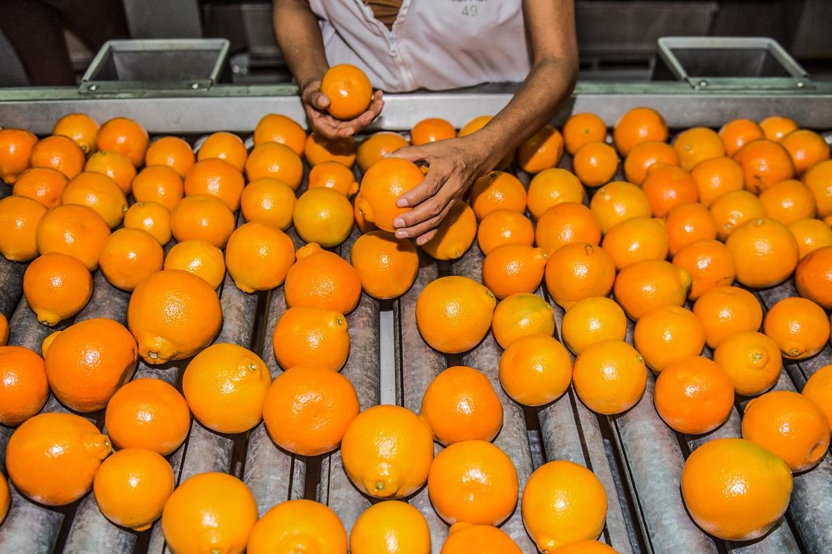 A person sorting orange fruit on a conveyor belt in a facility in Peru, with dozens of bright orange fruit spread out across the rollers.