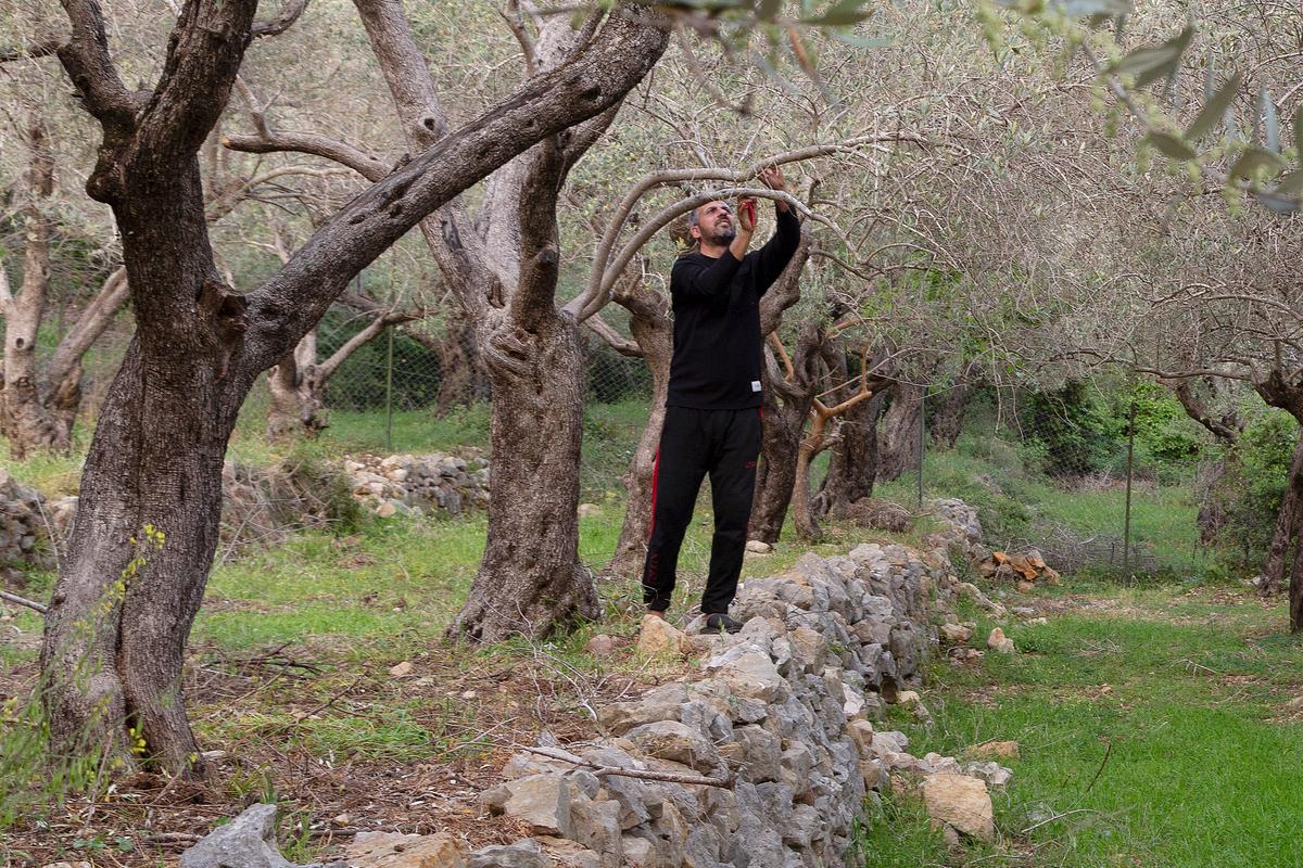 A person harvesting olives from an olive tree in an orchard in Lebanon, surrounded by a stone wall and a row of trees under a cloudy sky.