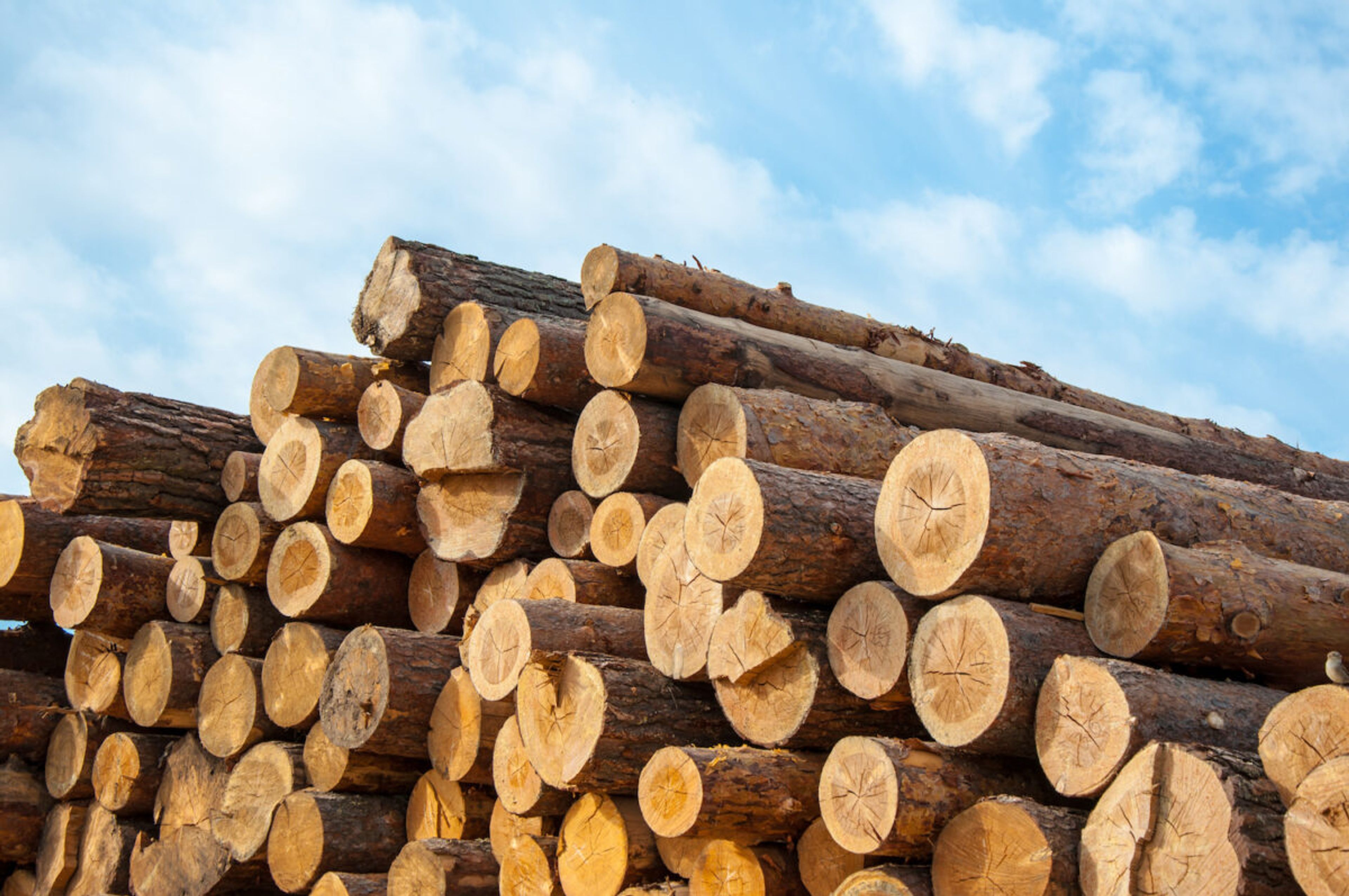 wood