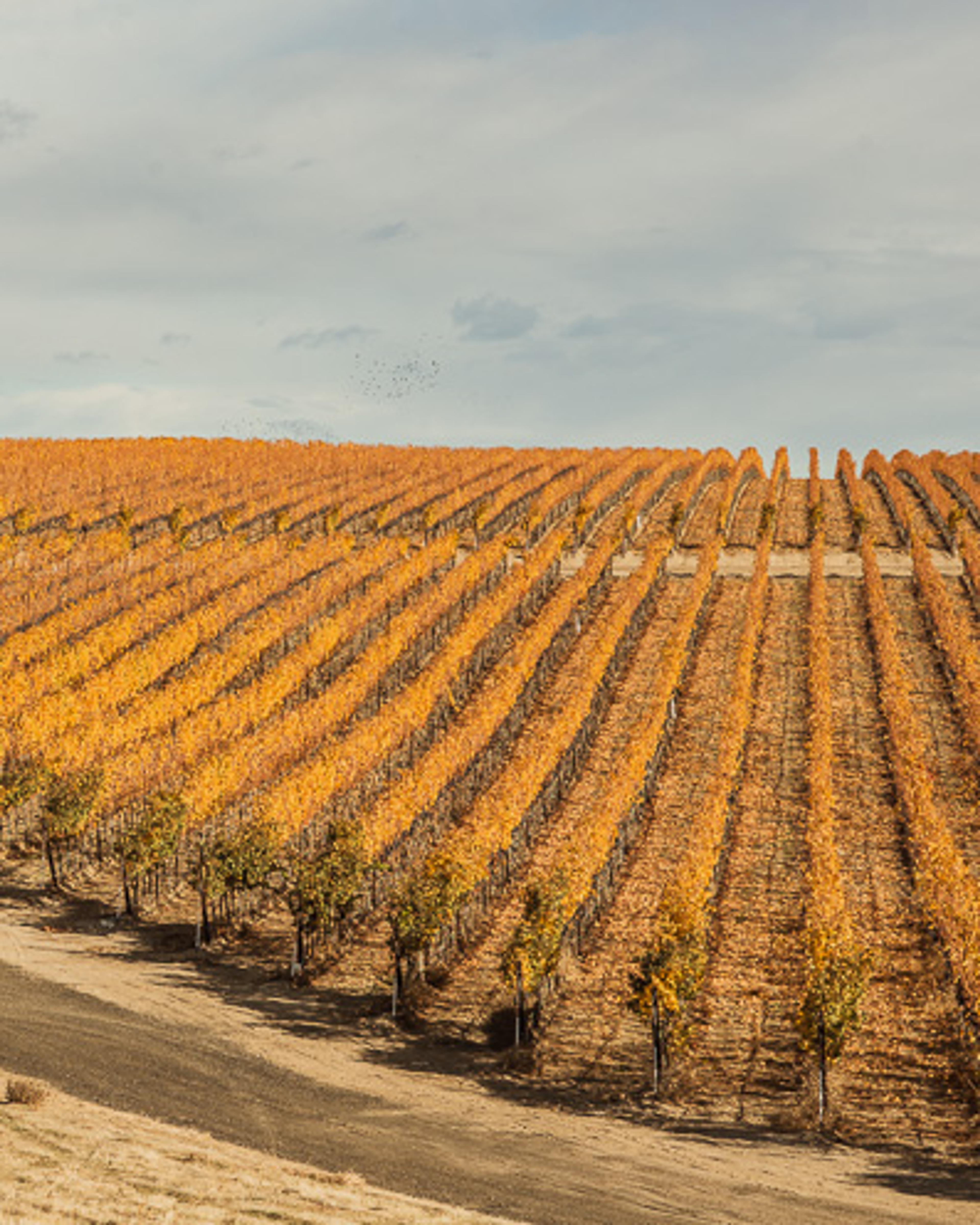 November | Royal Slope AVA